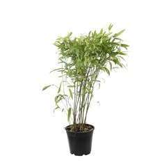 Bambou moyen phyllostachys tip top: pot de 3 litres