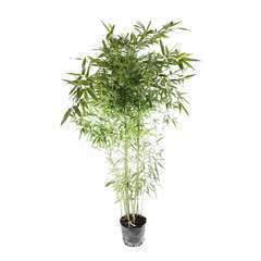 Bambou moyen phyllostachys tip top: pot de 7 litres