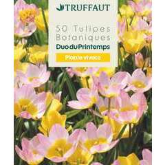 Bulbes de tulipes botaniques mix - x50