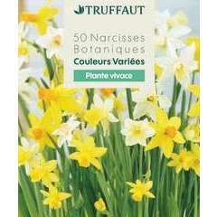 Bulbes de narcisses botaniques variés - x50