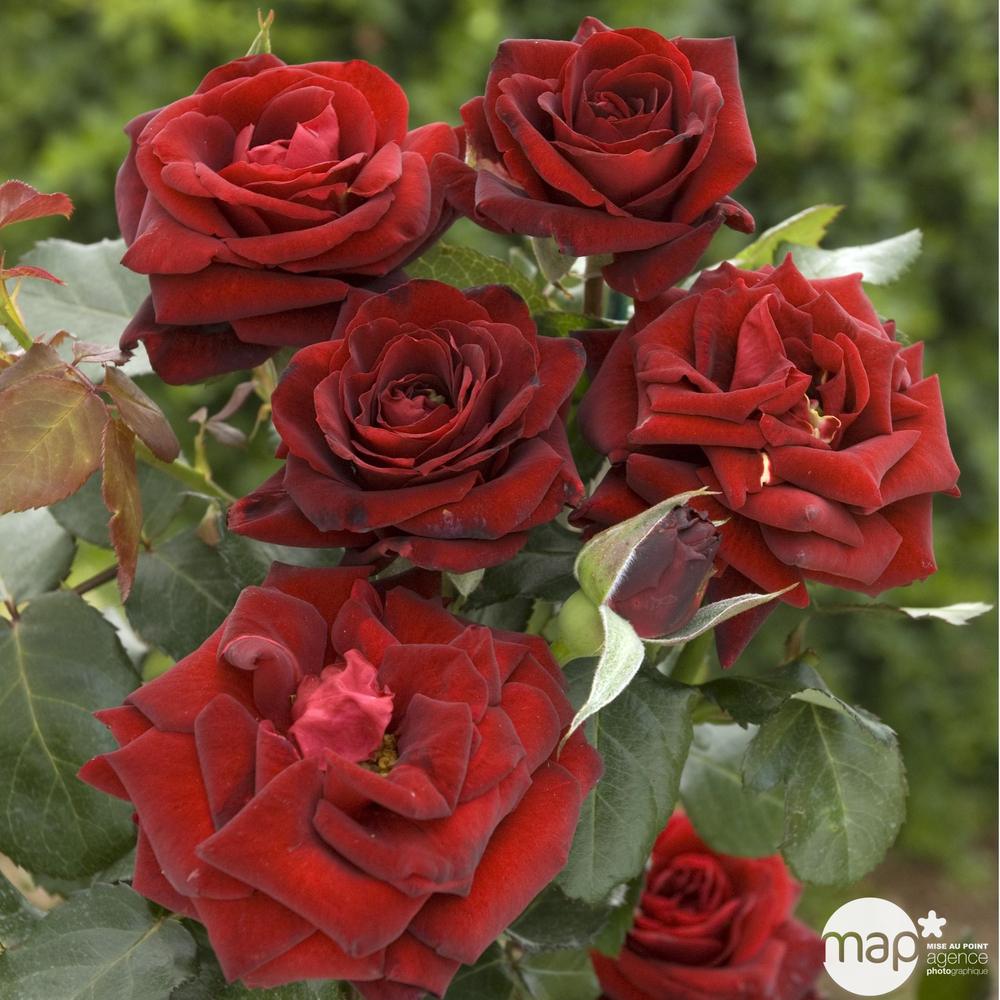 Rosier buisson 'Bertrand Amoussou®' (Reuhug) Label Rouge: pot 5 litres