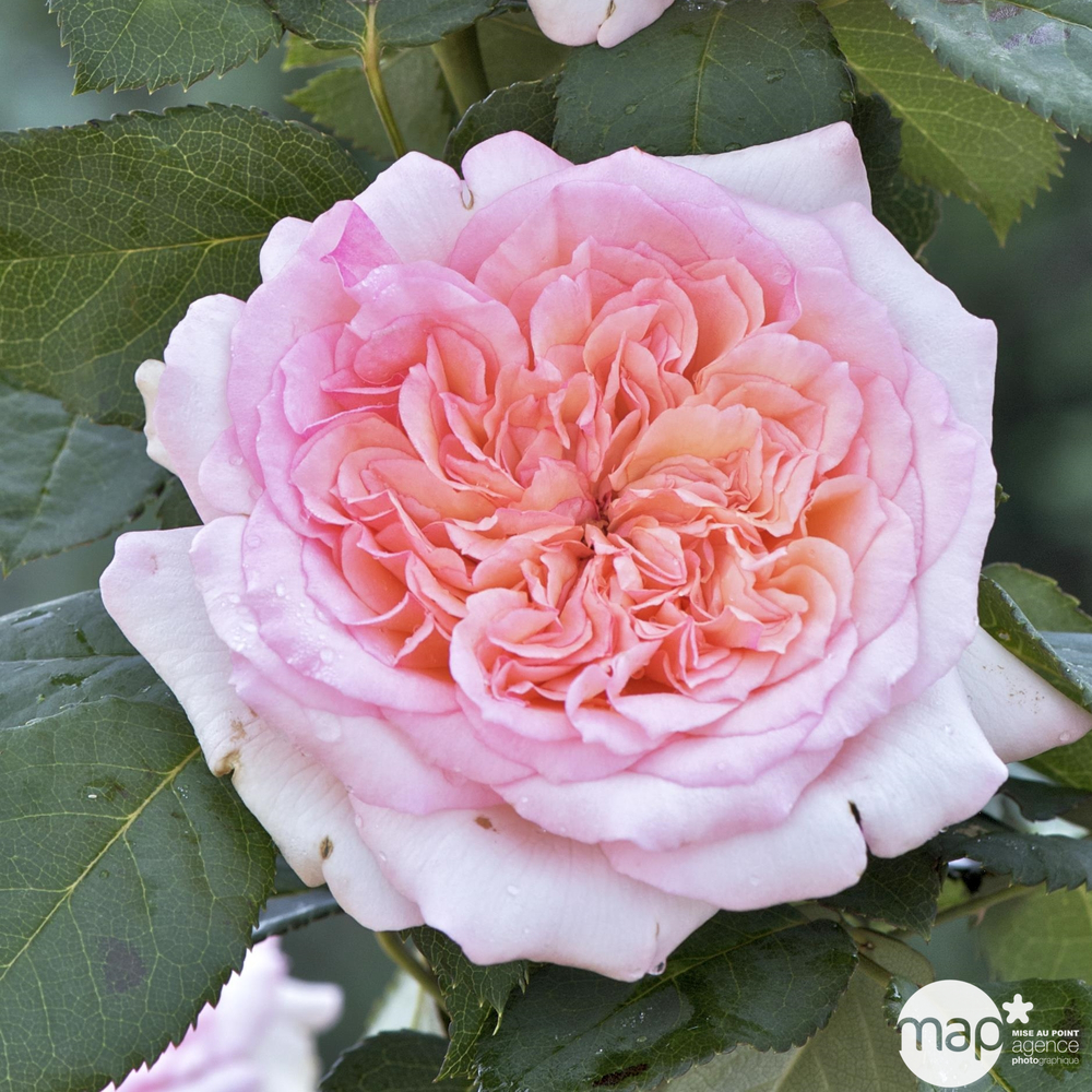 Rosier buisson 'George Sand®' (Lapsan) Label Rouge : pot de 5 litres