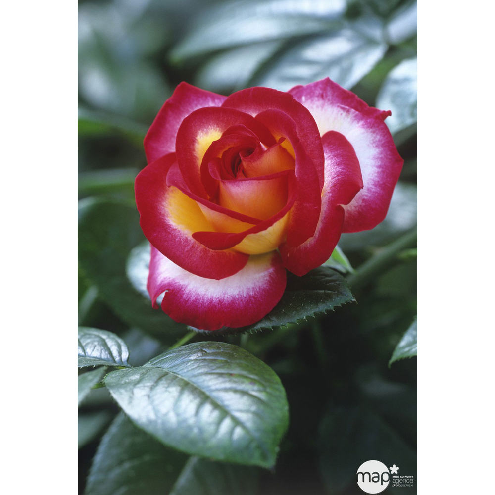 Rosier buisson 'Léo Ferré®' (Adabiterse) Label Rouge : pot de 5 litres