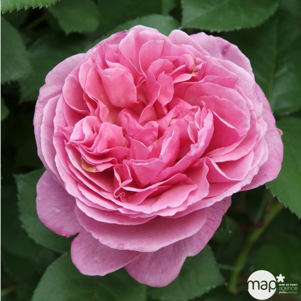 Rosier buisson 'Line Renaud®' (Meiclusif) Label Rouge: pot de 5 litres