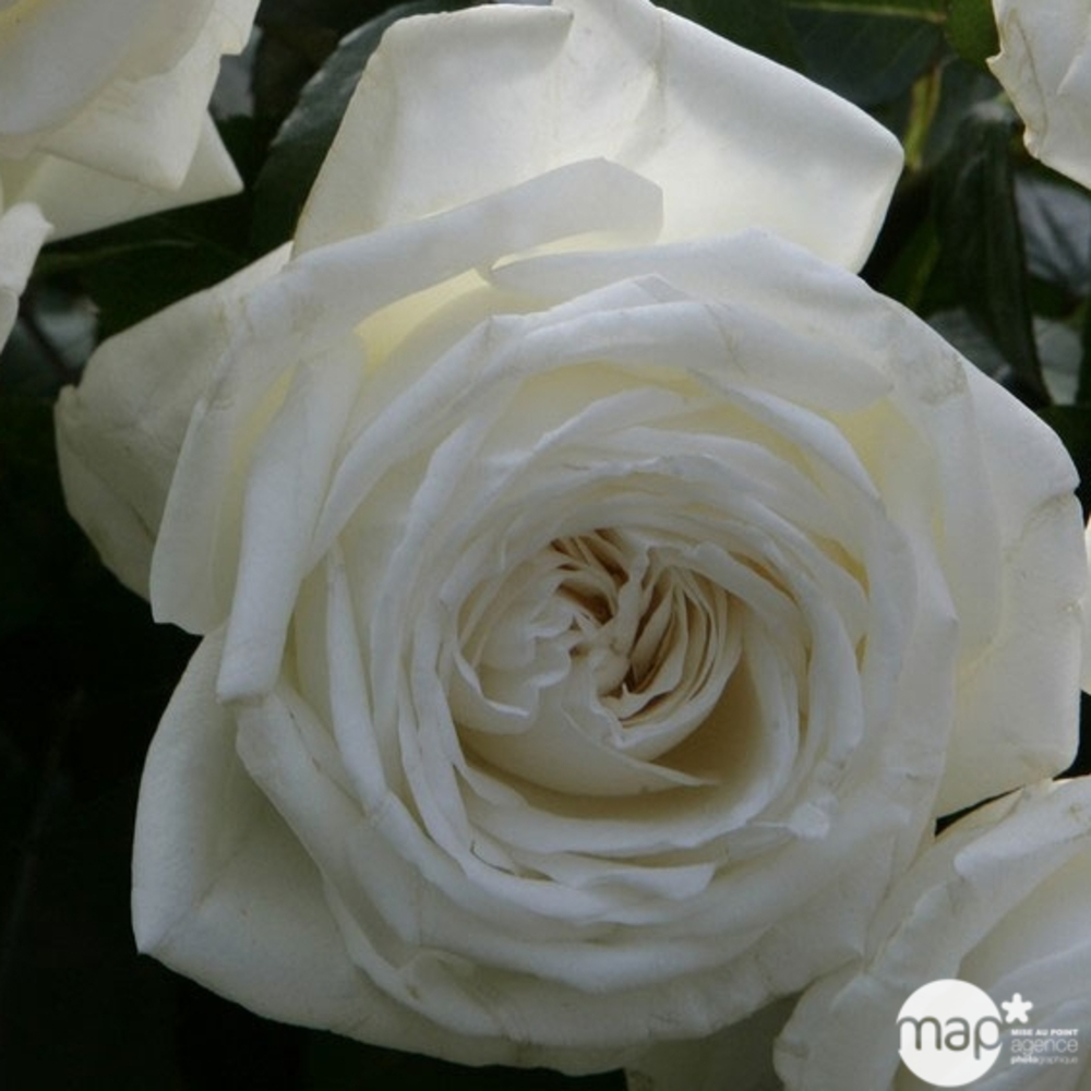 Rosier buisson 'Pierre Arditi®' (Meicalanq) Label Rouge : pot 5 litres