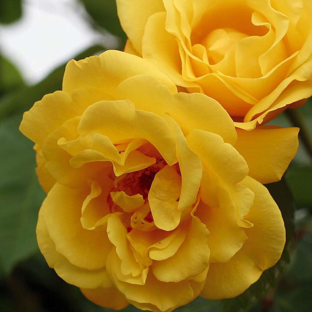 Rosier grimpant 'Golden Gate®' (Korgogalt) Label Rouge : pot 5 litres