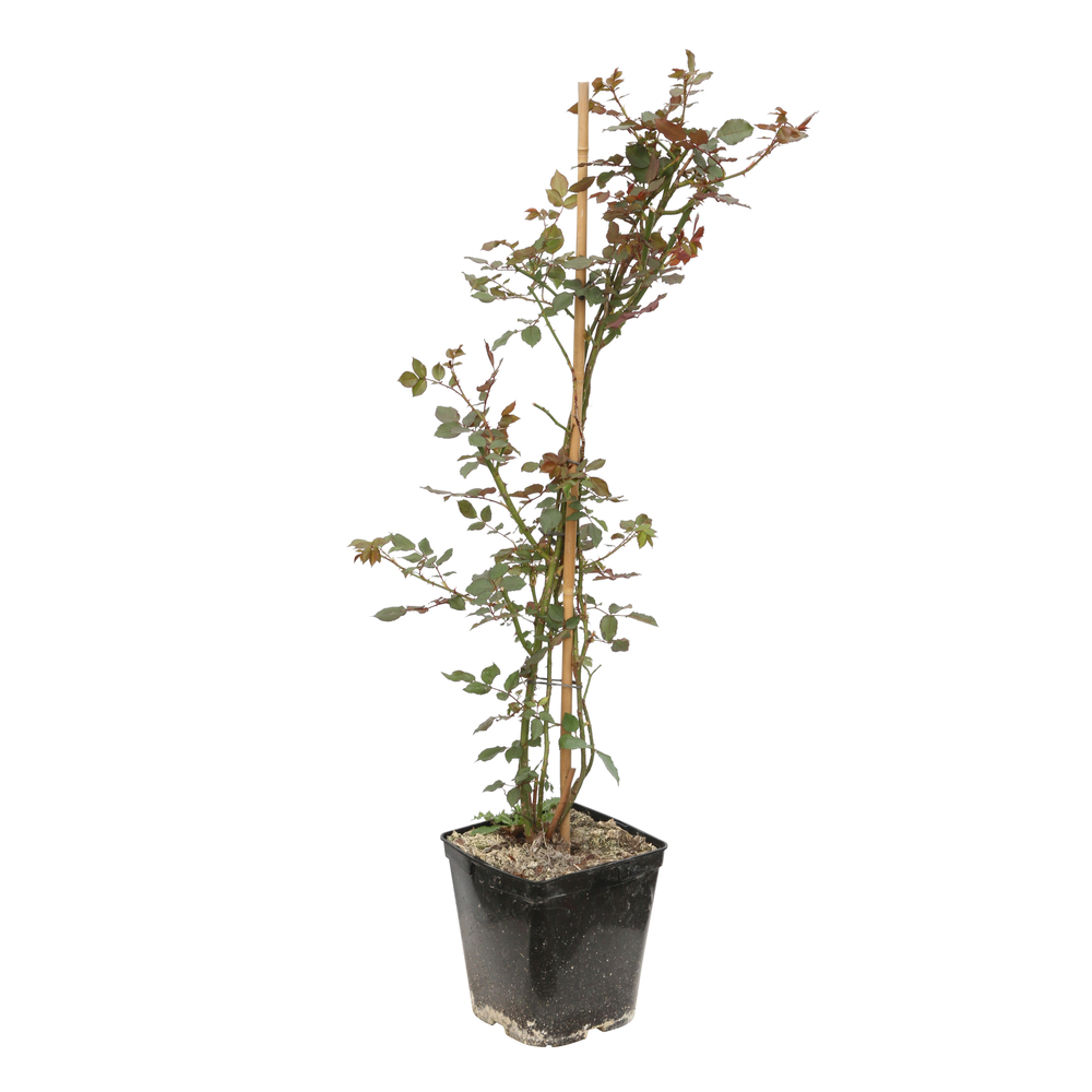 Rosier grimpant Delbard- Palissé - Pot 5L