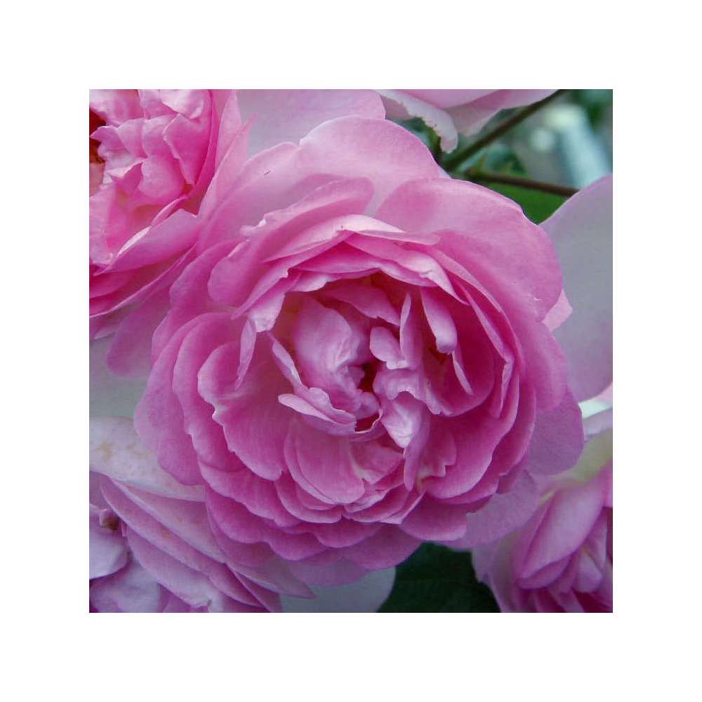 Rosier grimpant 'Jasmina®' (Korcentex) Label Rouge : pot de 5 litres