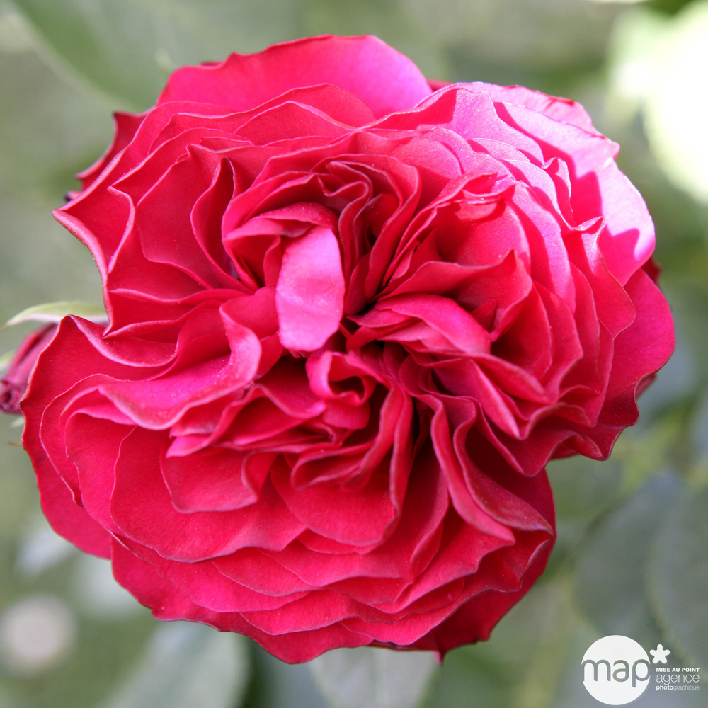 Rosier buisson 'Mona Lisa®' (Meilyxir) Label Rouge : pot de 5 litres