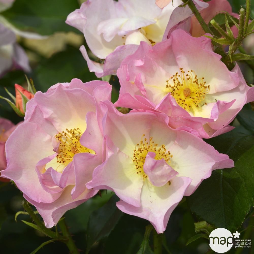 Rosier buisson 'Lambert Wilson®' (Evefol) : pot de 5 litres