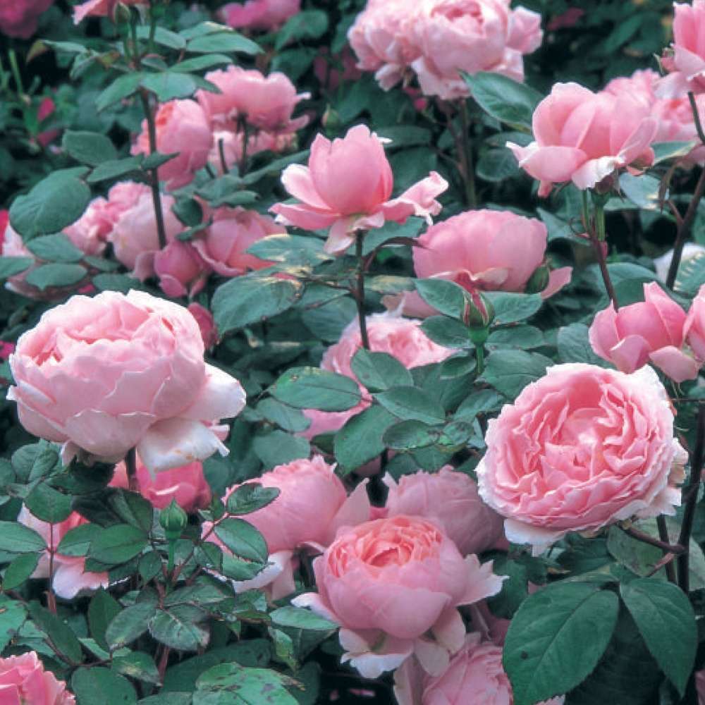Olivia shop rose vetement