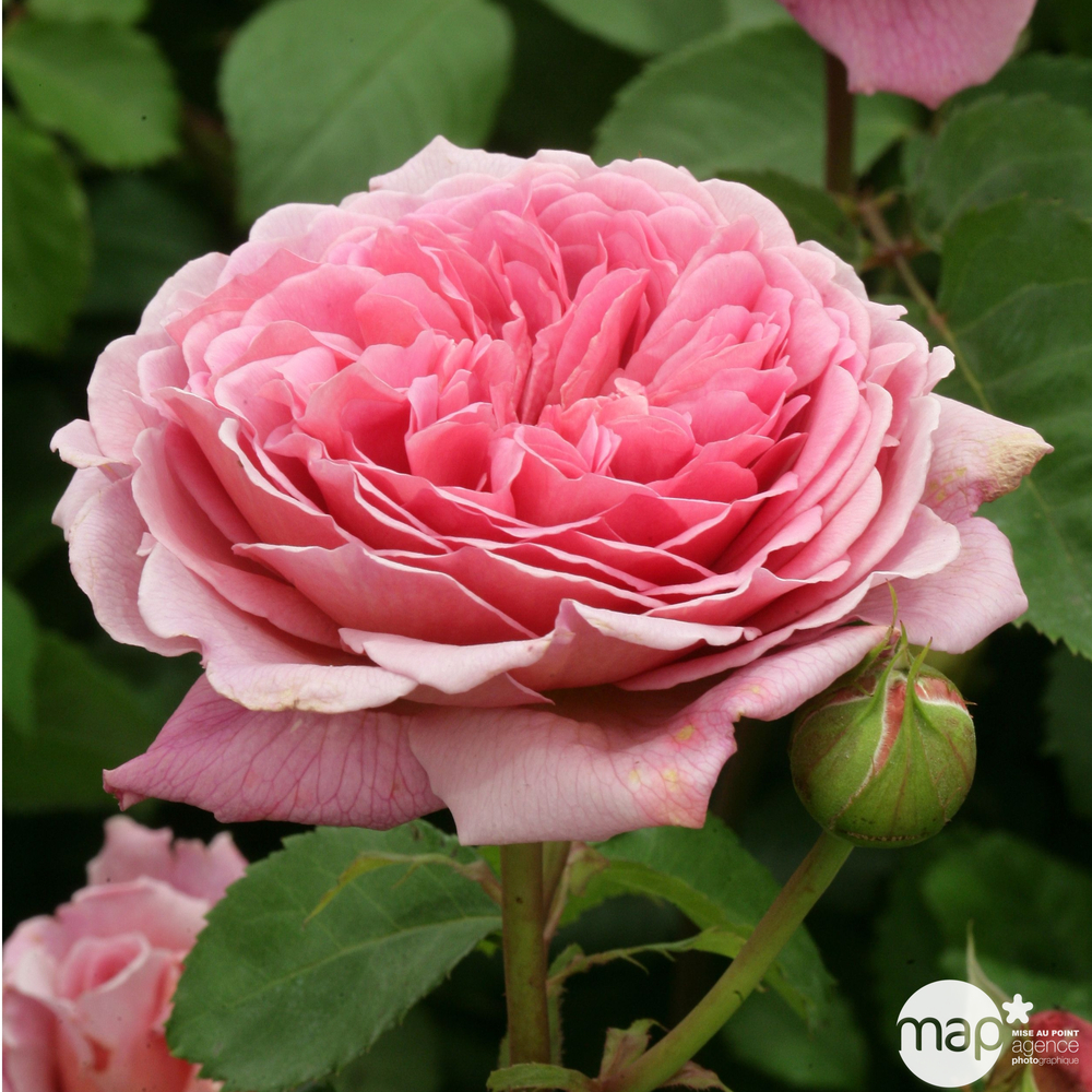 Rosier anglais 'Princess Alexandra of Kent®' (Ausmerchant): pot de 5 L