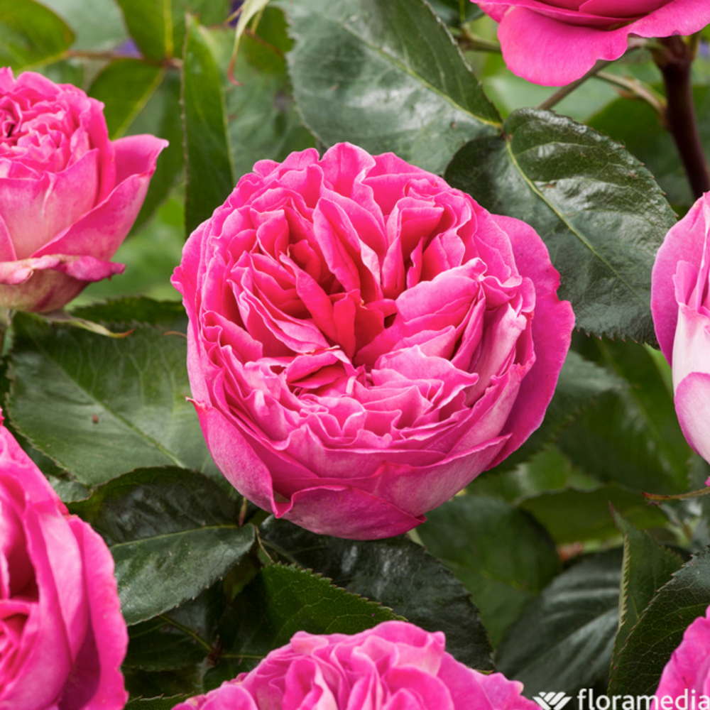 Rosier buisson 'Bernadette Lafont®' (Sauvachild) : pot de 5 litres