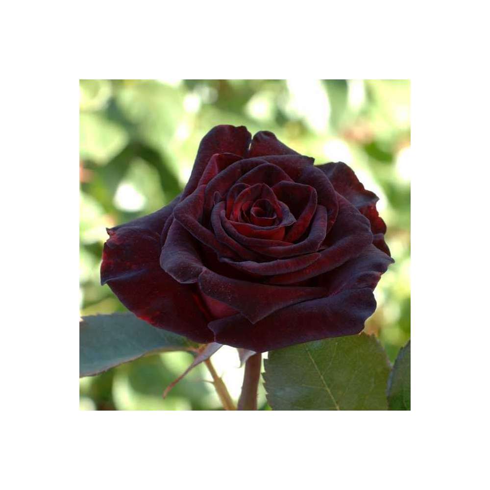 Rosier Buisson Black Baccara Meidebenne Pot De 5 Litres Truffaut