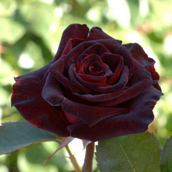 Rosier Buisson Black Baccara Meidebenne Pot De 5 Litres Truffaut Rosier Buisson Black Baccara Meidebenne Pot De 5 Litres Truffaut