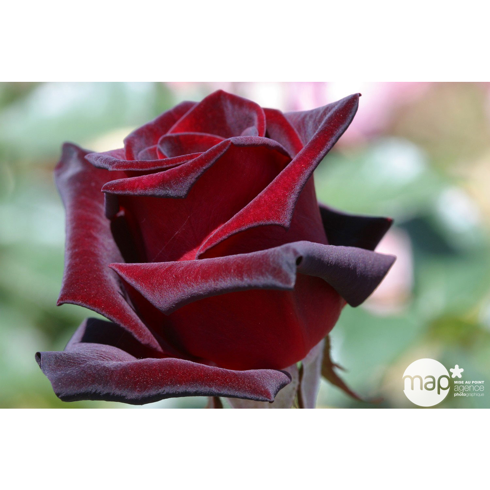 Rosier buisson 'Black Baccara®' (Meidebenne) : pot de 5 litres