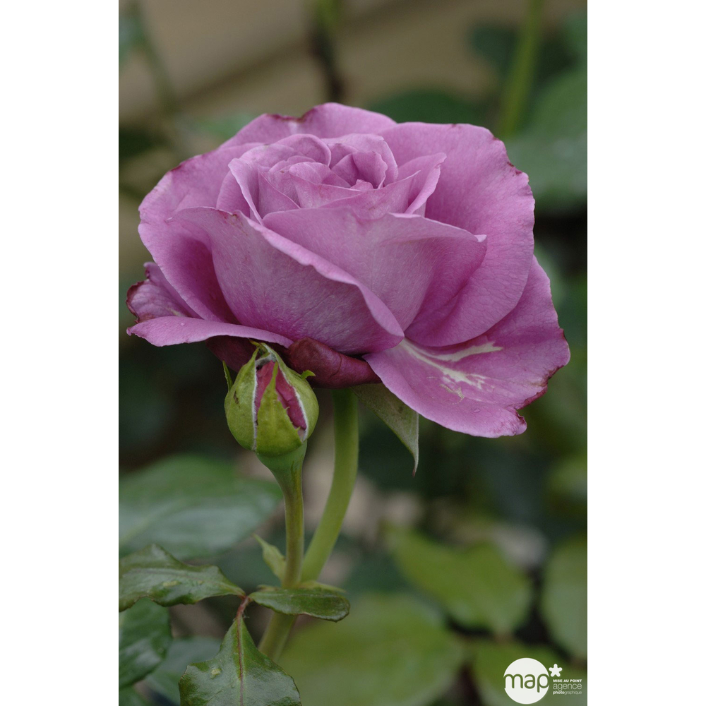 Rosier buisson 'Bossuet Aigle de Meaux®' ( Jacblupo): pot de 5 litres