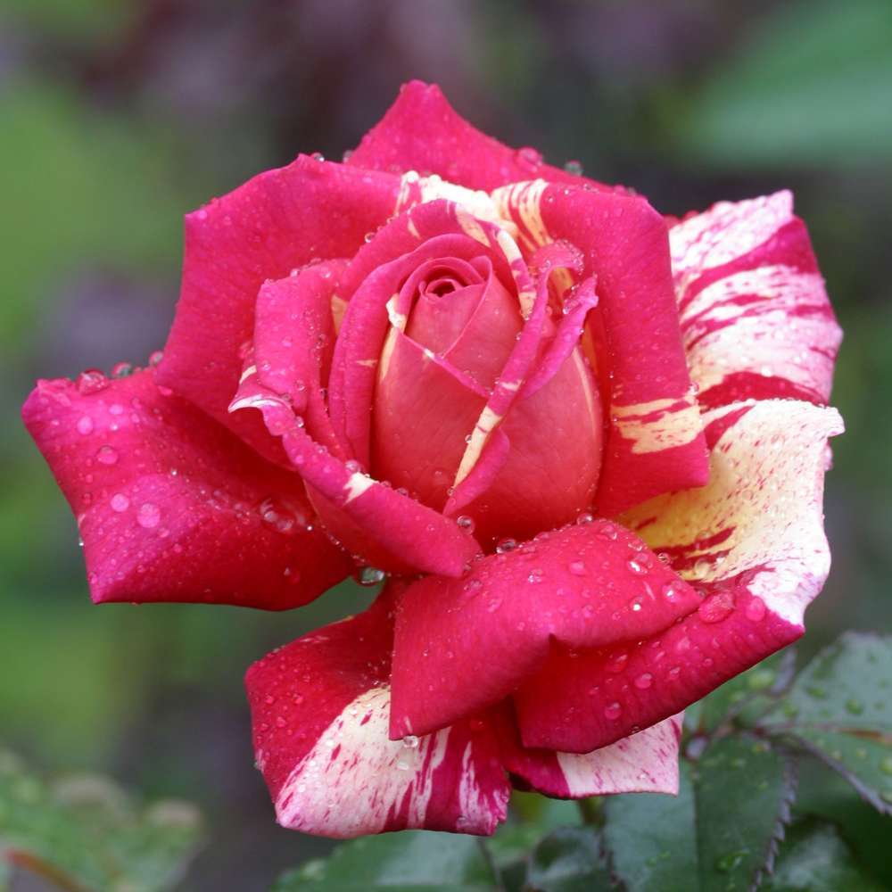 Rosier buisson 'Brocéliande®' (Adaterhuit) : pot de 5 litres