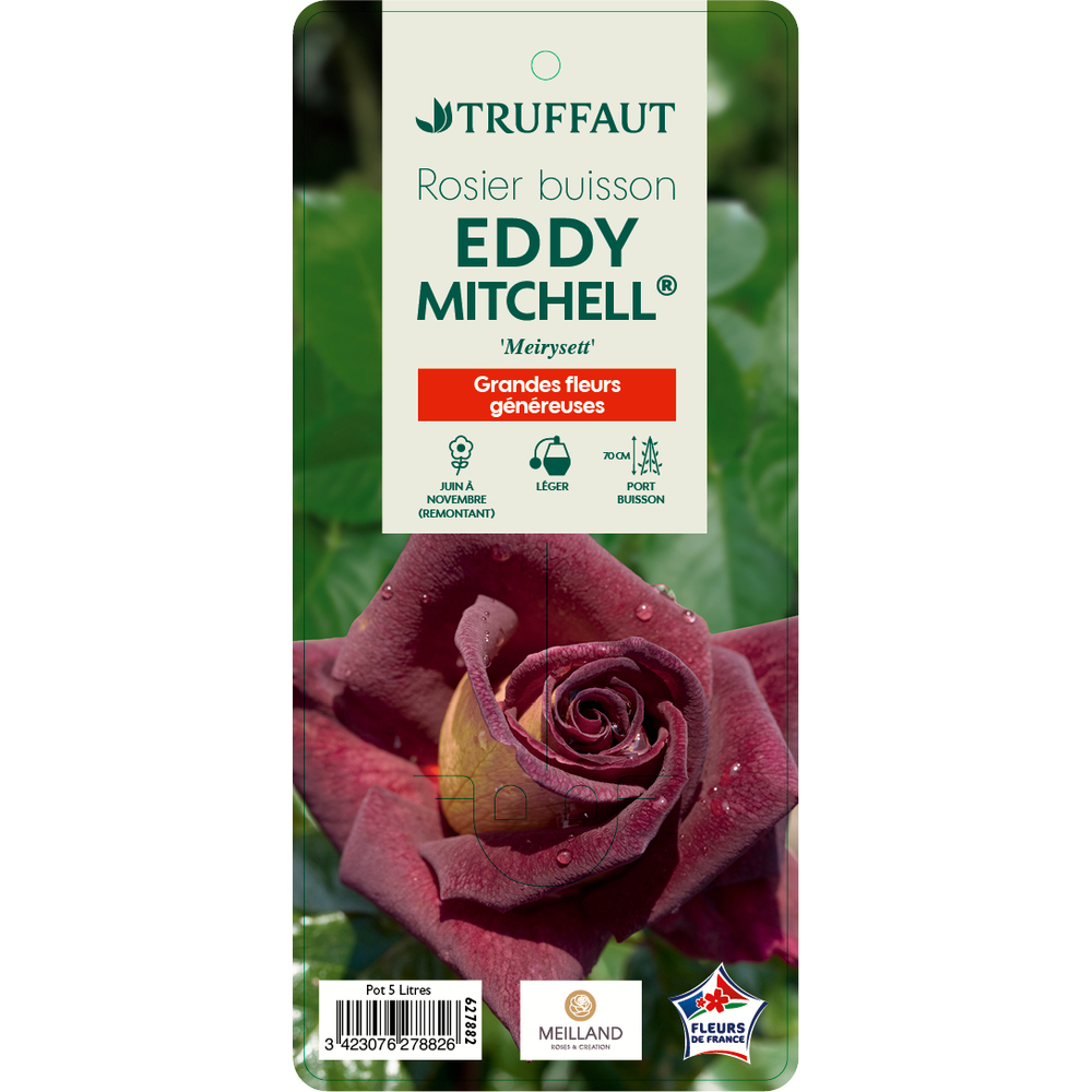 Rosier buisson 'Eddy Mitchell' ( Meyrisett) : pot de 5 litres
