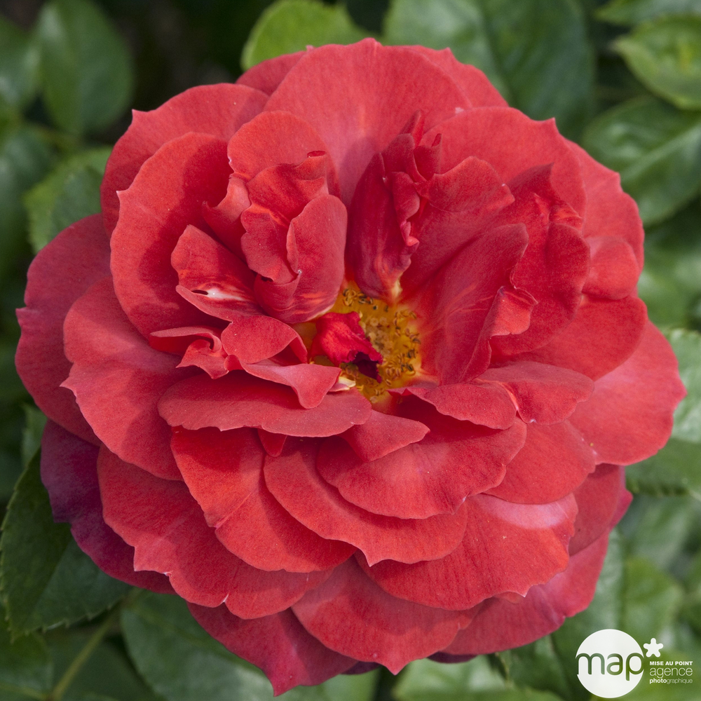 Rosier buisson 'Hot Cocoa®' (Wekpaltlez) : pot de 5 litres