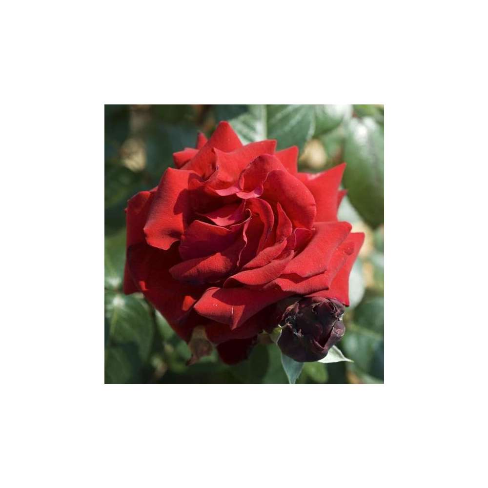 Rosier buisson 'Ingrid Bergman®' (Poulman) : pot de 5 litres