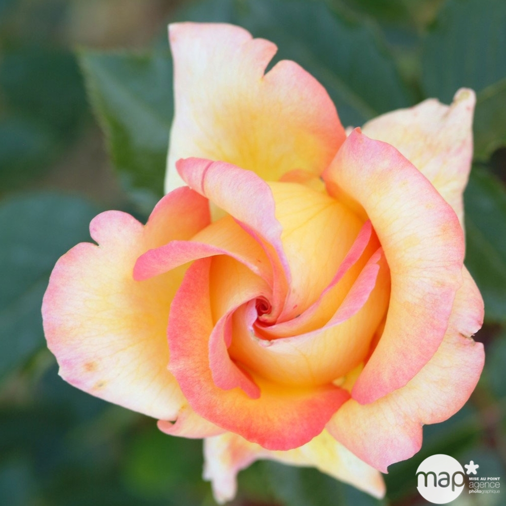 Rosier buisson 'Jules Verne®' (Adécohuit) : pot de 5 litres