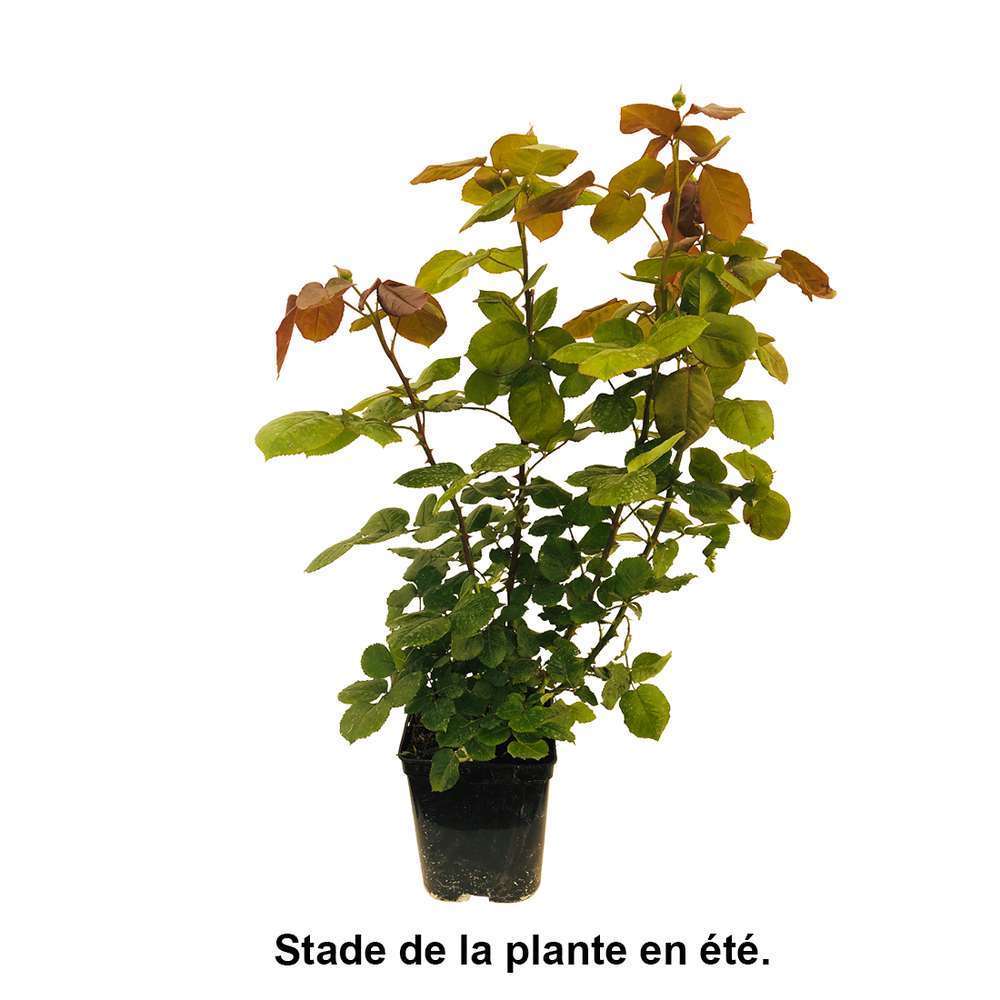 Fongicide pour plante d'intérieur - Jardiland