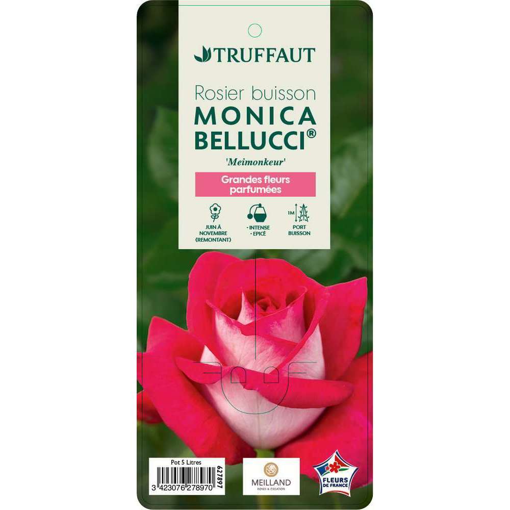 Rosier Buisson Monica Bellucci Meimonkeur Label Rouge Pot De 5l Truffaut
