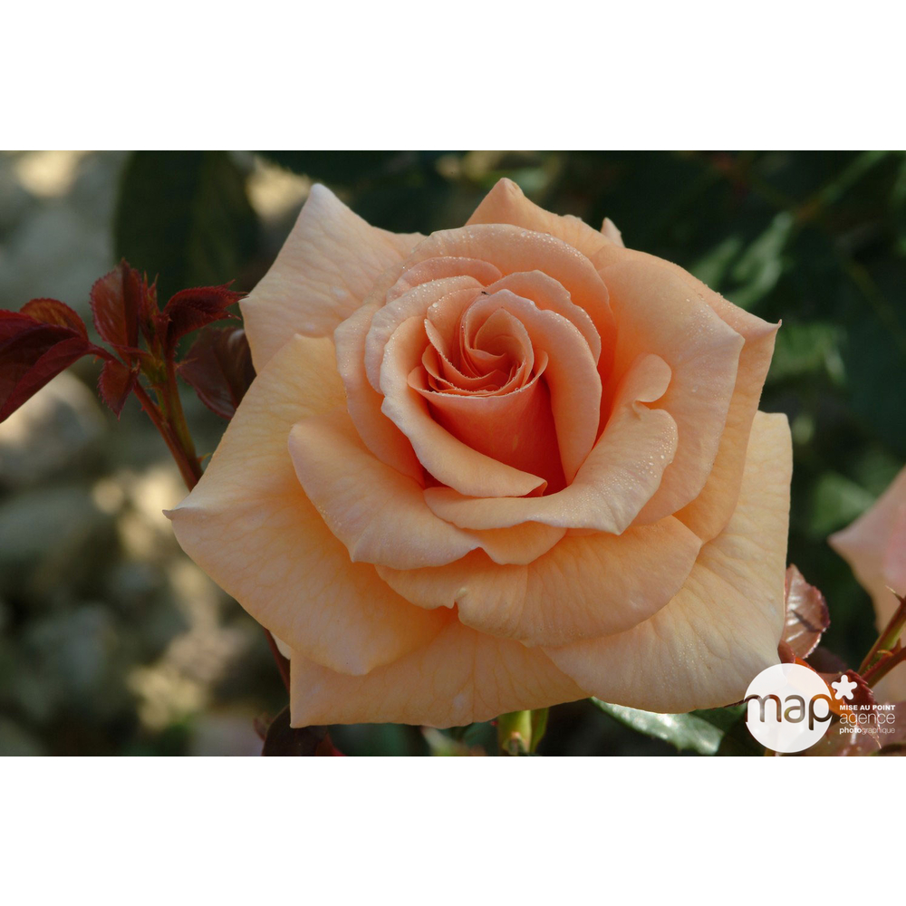 Rosier buisson 'Paco Rabanne®' (Adaharlu) Label Rouge: pot de 5 litres