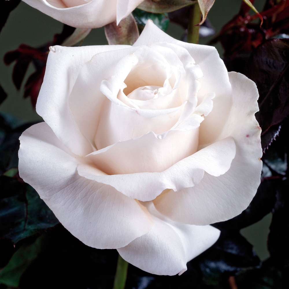 Rosier buisson 'Royal Copenhaguen®' ( Poulht001) : pot de 5 litres