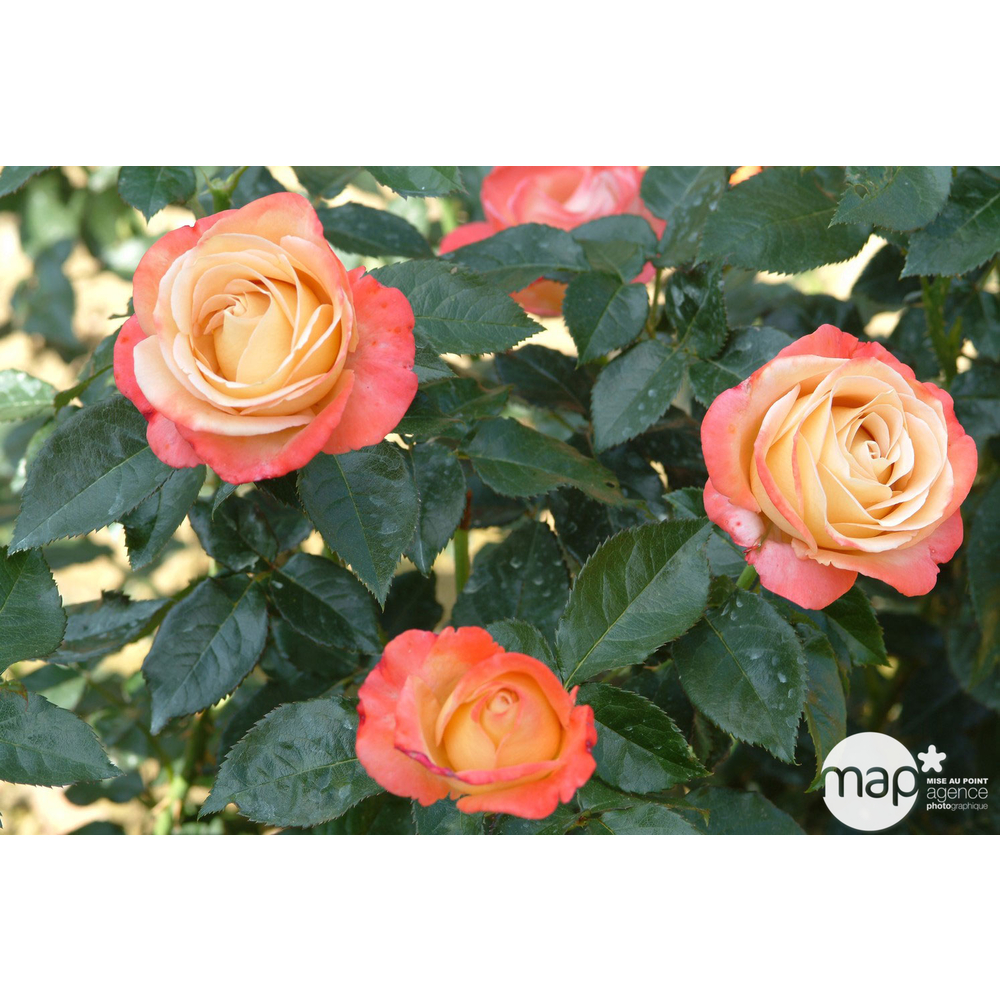 Rosier buisson 'Vendée Impériale®' (Adalecob) : pot de 5 litres