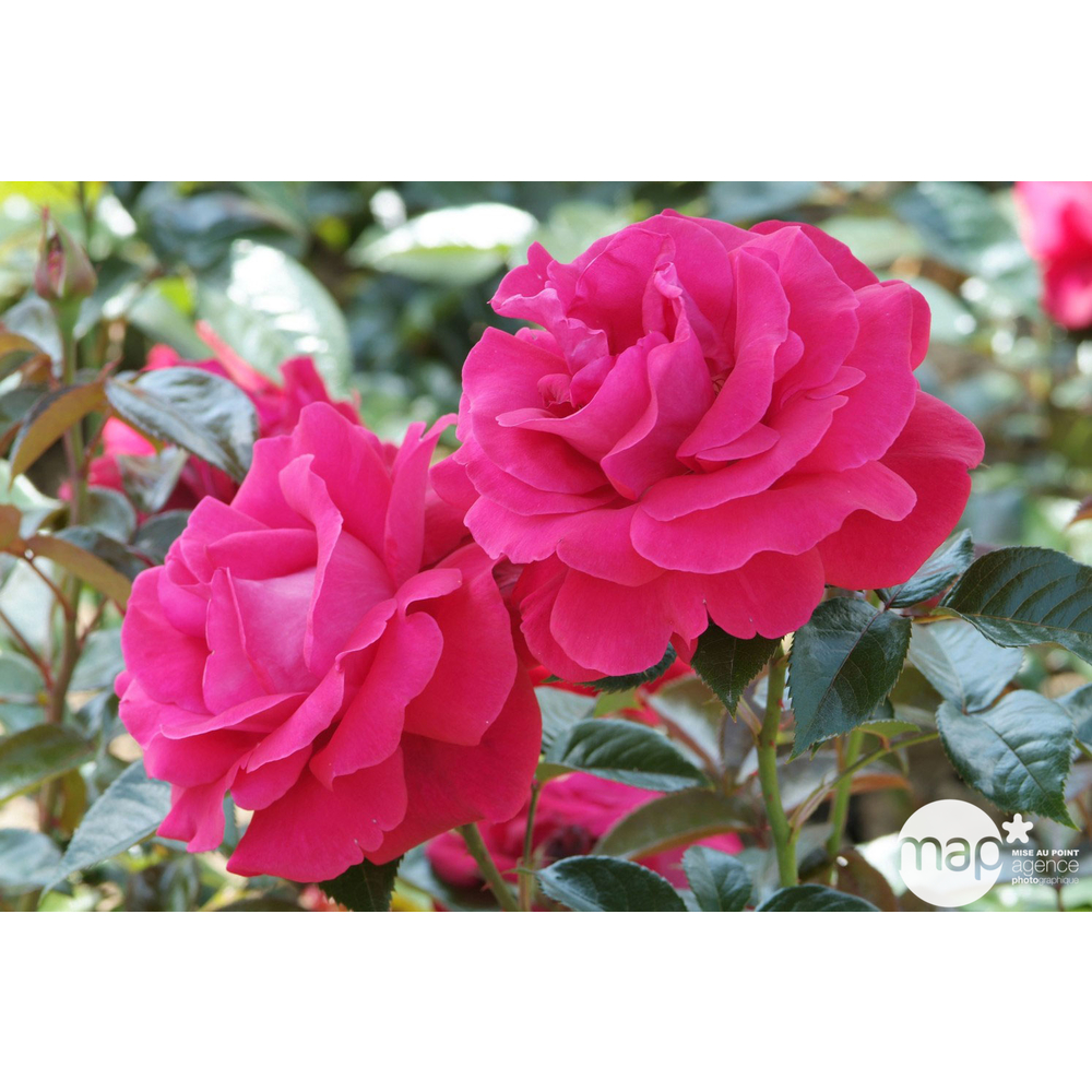 Rosier grimpant 'Le Grand Huit®' (Adabaring) : pot de 5 litres