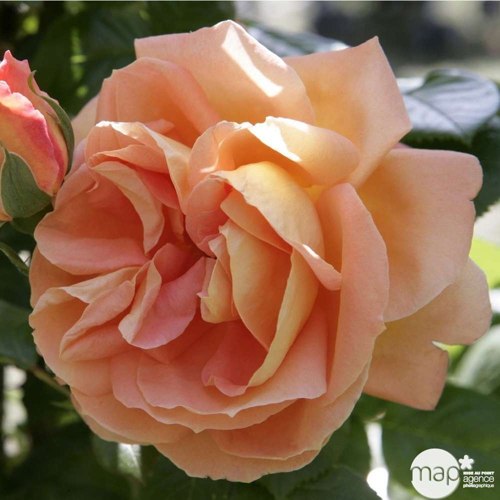 Rosier grimpant 'Louis de Funès®' (Meirestifsar) : pot de 5 litres