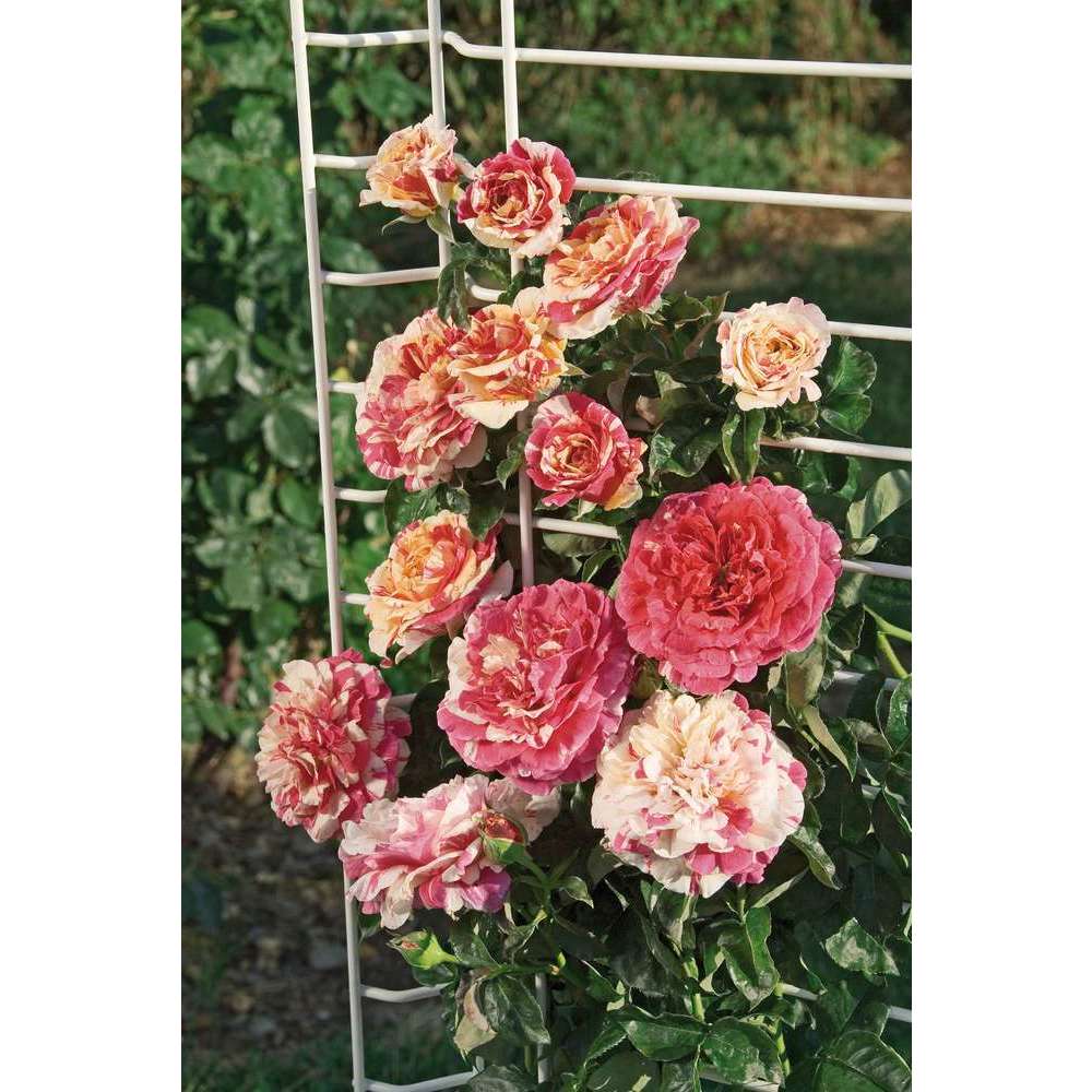 Rosier grimpant 'Vanille Fraise®' (Lapvanil) : pot de 5 litres