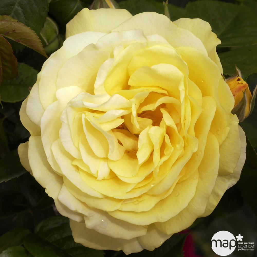 Rosier buisson 'Anisade®' (Wekvossutono) : pot de 5 litres