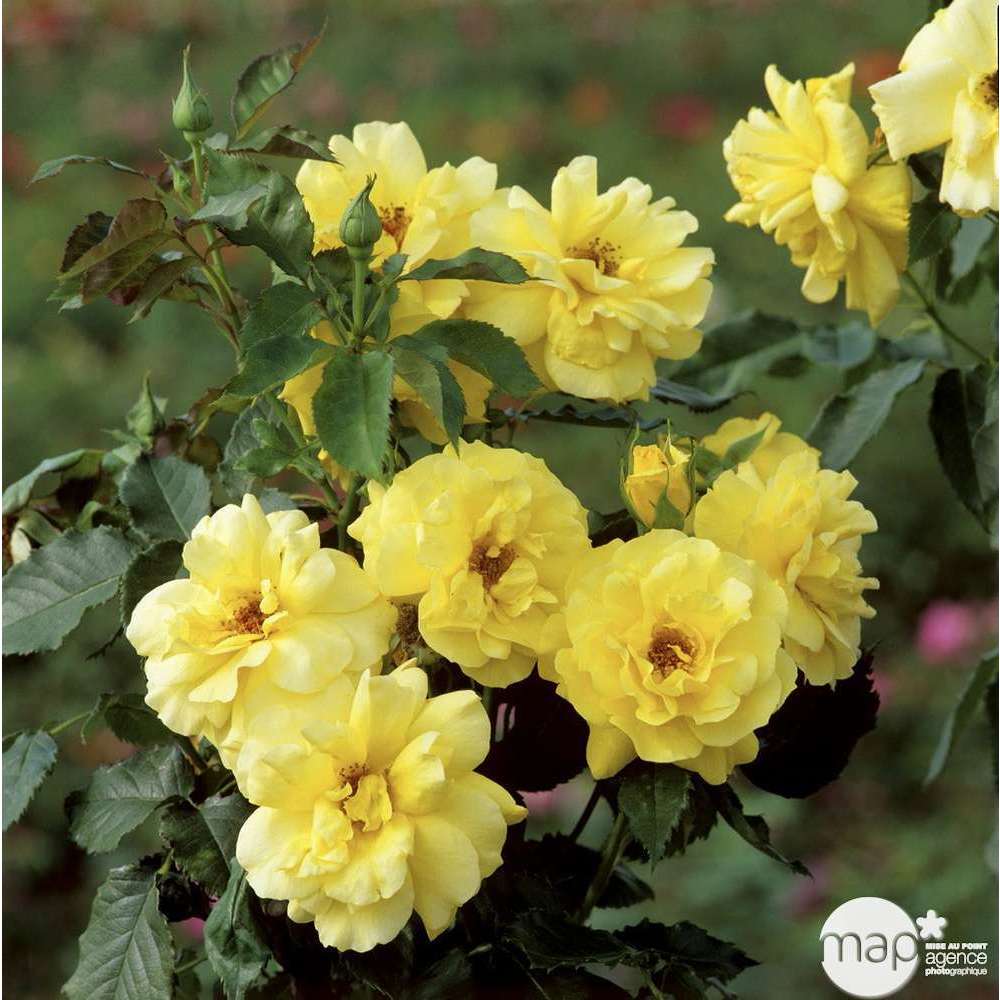 Rosier buisson 'Friesia' (Korresia) : pot de 5 litres