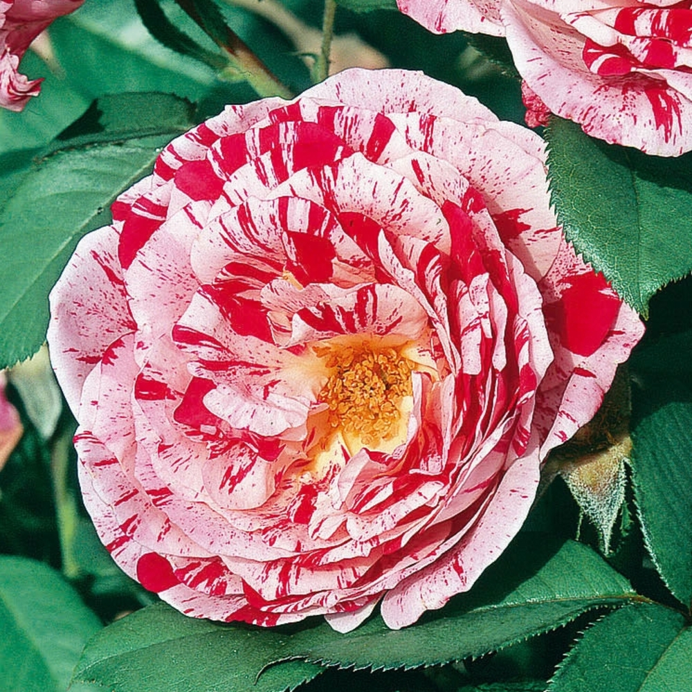 Rosier buisson 'Scentimental®' (Wekplaped) : pot de 5 litres