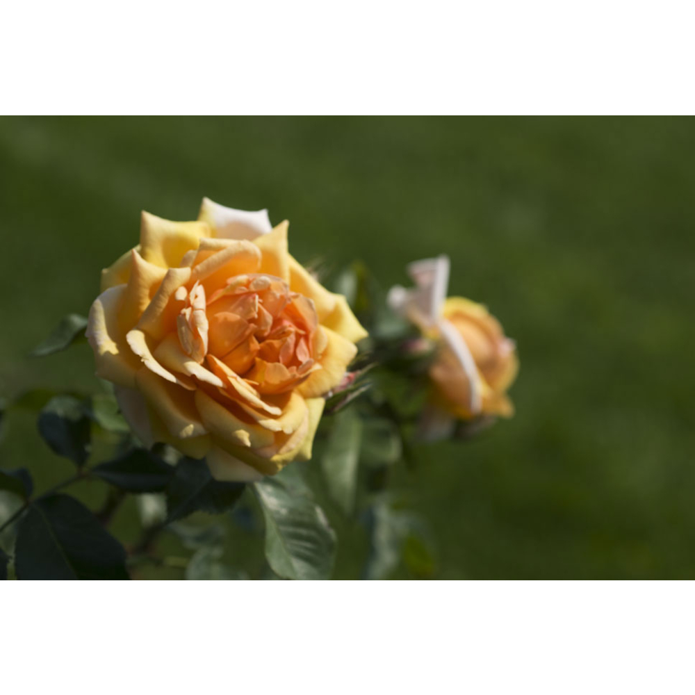 Rosier buisson 'Brigitte Fossey®' (Dorfram) : pot de 5 litres