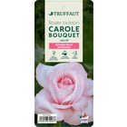 Rosier buisson 'Carole Bouquet®' (Adassili) : pot de 5 litres