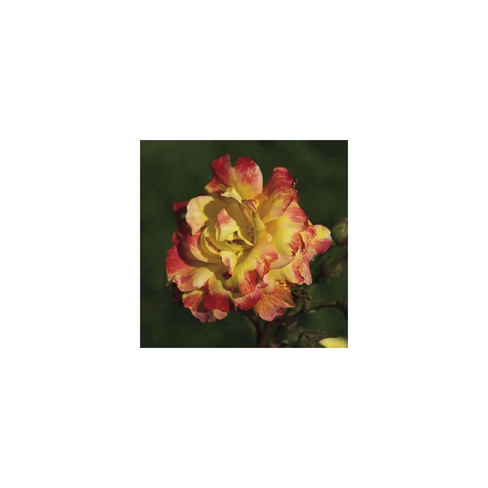 Rosier buisson 'Christian Lacroix®' (Deloboro) : pot de 5 litres