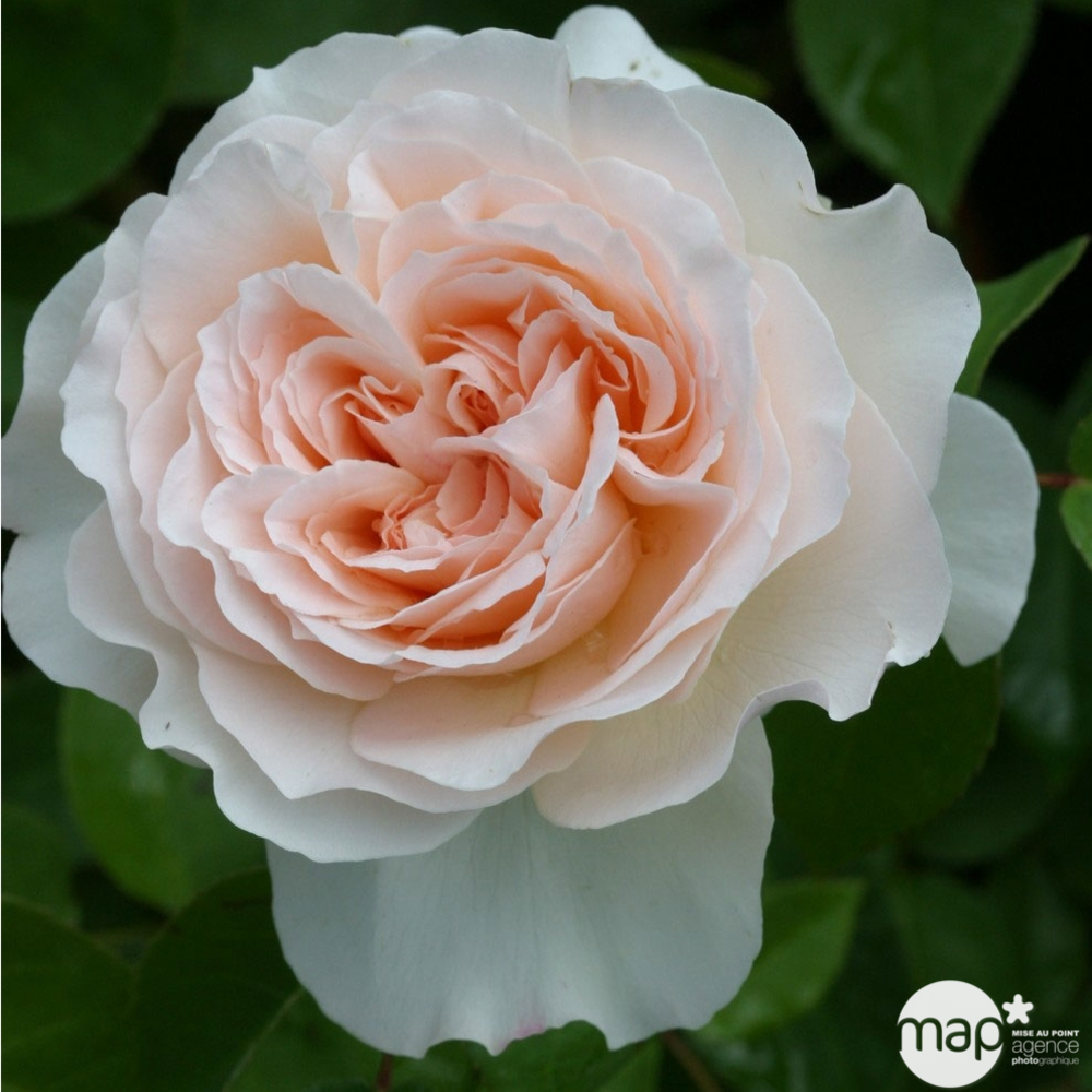 Rosier buisson 'Cristiana Reali®' ( Delgrasi ) : pot de 5 litres