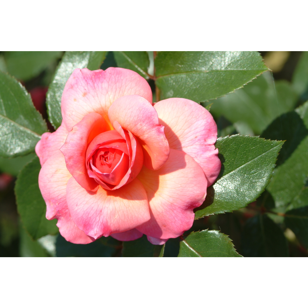 Rosier buisson 'Florence Arthaud' (Adanirchin) : pot de 5 litres