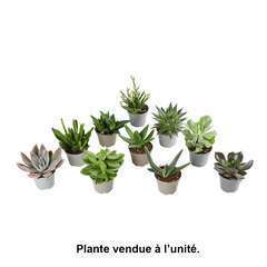 Succulentes : Pot d5.5cm