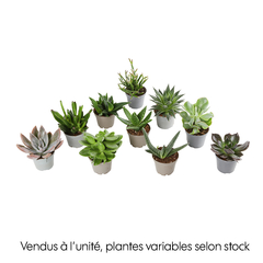 Succulentes : Pot d5.5cm - Variétés variables