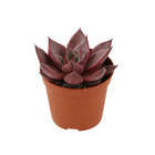 Succulentes : Pot Ø 8.5cm - Variétés variables