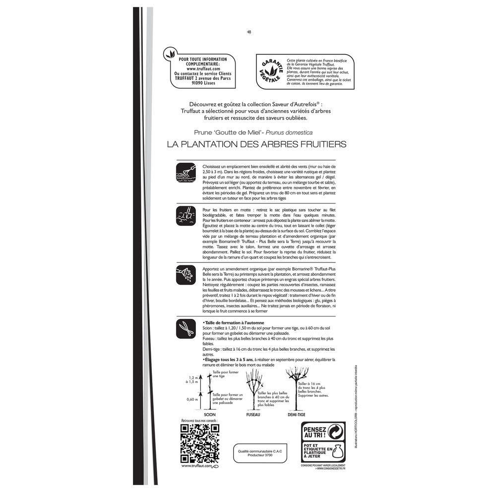 Prunier Goutte de Miel prÃªt Ã  planter