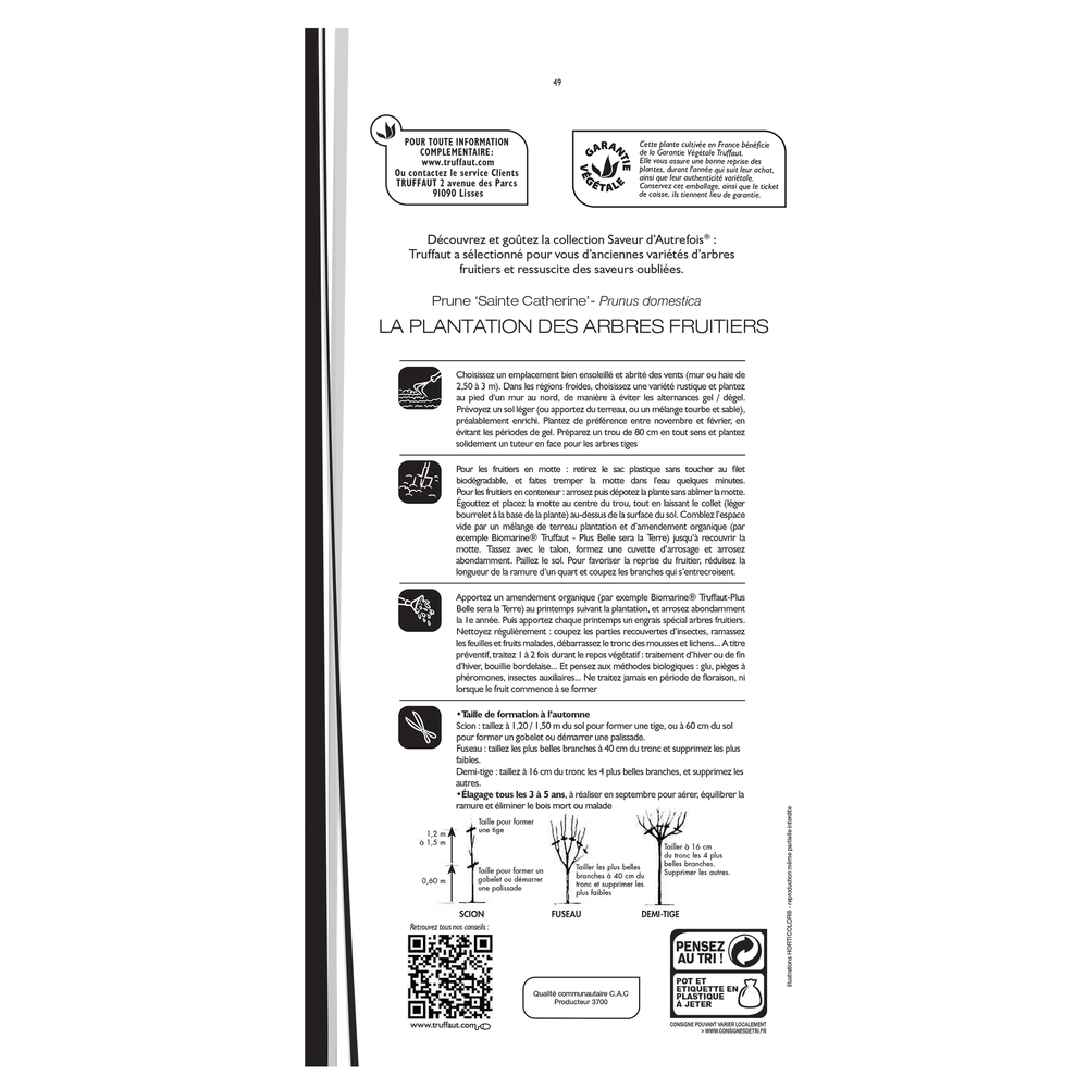 Prunier Sainte Catherine prÃªt Ã  planter