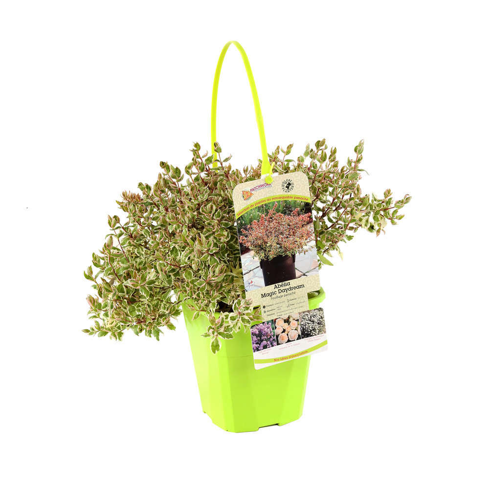 Abelia x grandiflora 'Magic Daydream' : C4L