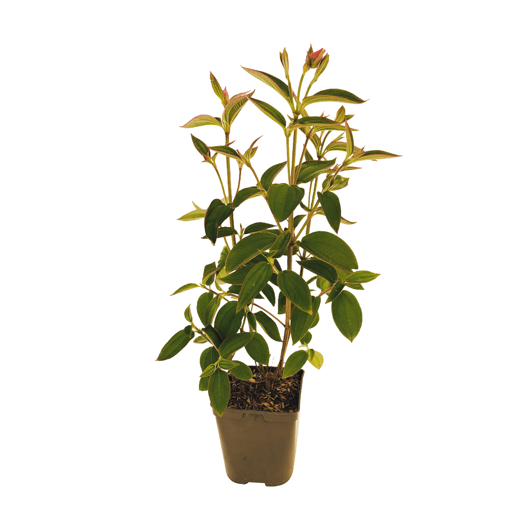 TIBOUCHINA EDWARSII C 3L-(629166)