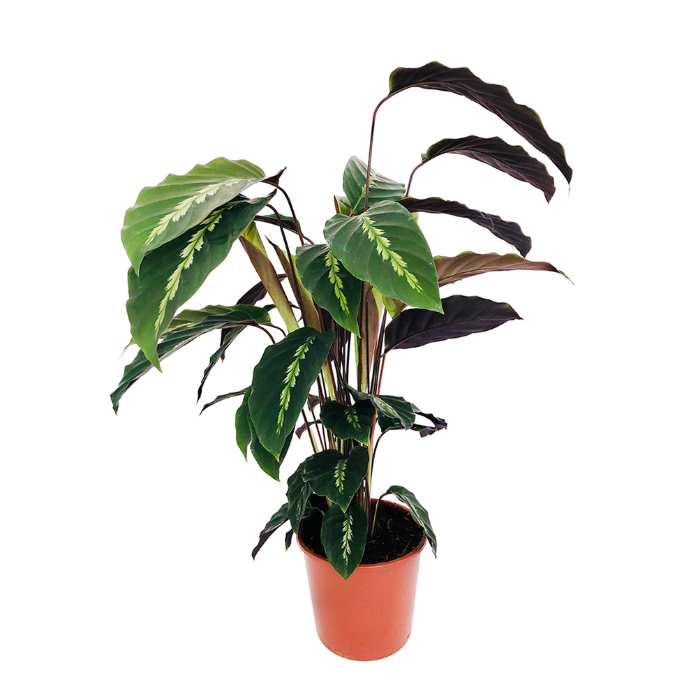 calathea rosy 4